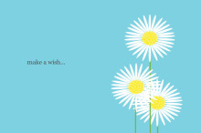 Lovely Daisies